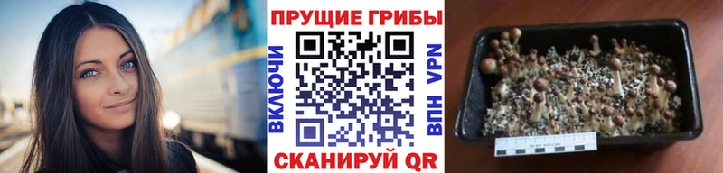 Псилоцибиновые грибы мухоморы  купить  сайты  ссылка на мегу зеркало  Верхний Тагил 